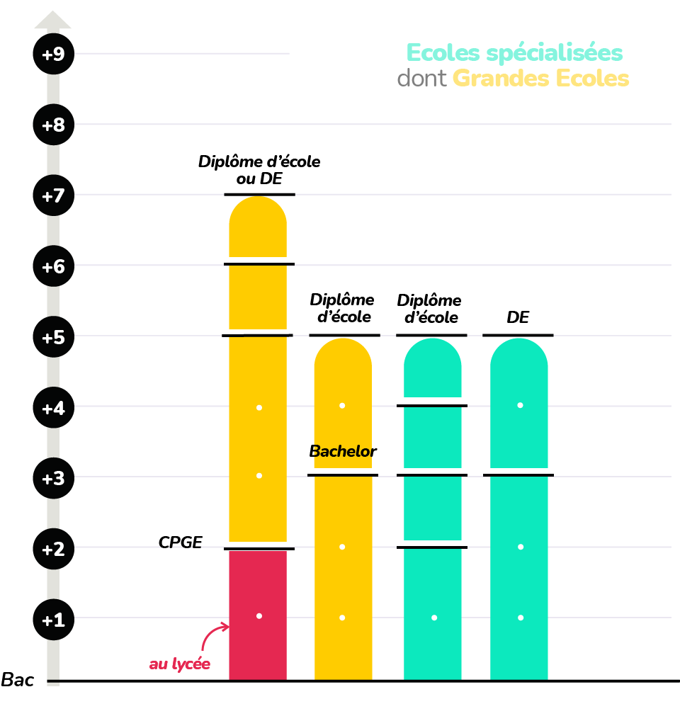 schéma des études dans les écoles spécialisées et les Grandes Ecoles